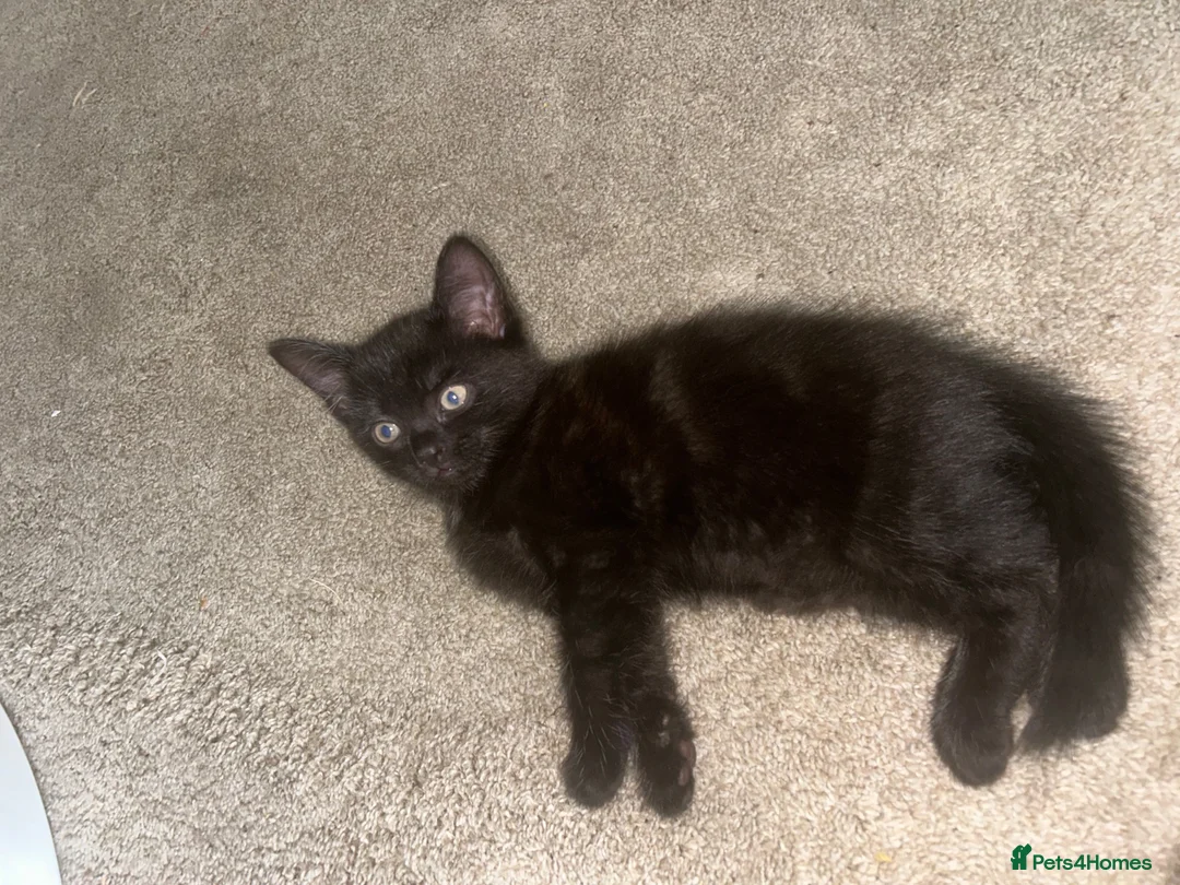 Mixed Breed cats for sale: Beautiful 7 week old boy kitten  - Advert 4