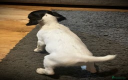 English Springer Spaniel dogs for sale:  Bw Springer spaniel puppies  - Advert 14