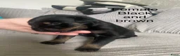 Mixed Breed dogs for sale: ROTTWEILER cross bullmastiff  in Preston - Advert 4