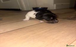 Jack Russell dogs for sale: Purê bred min ature Jack russell puppies - Image 11