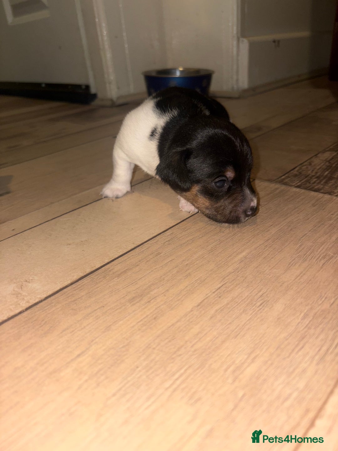 Jack Russell dogs for sale: Purê bred min ature Jack russell puppies - Image 11