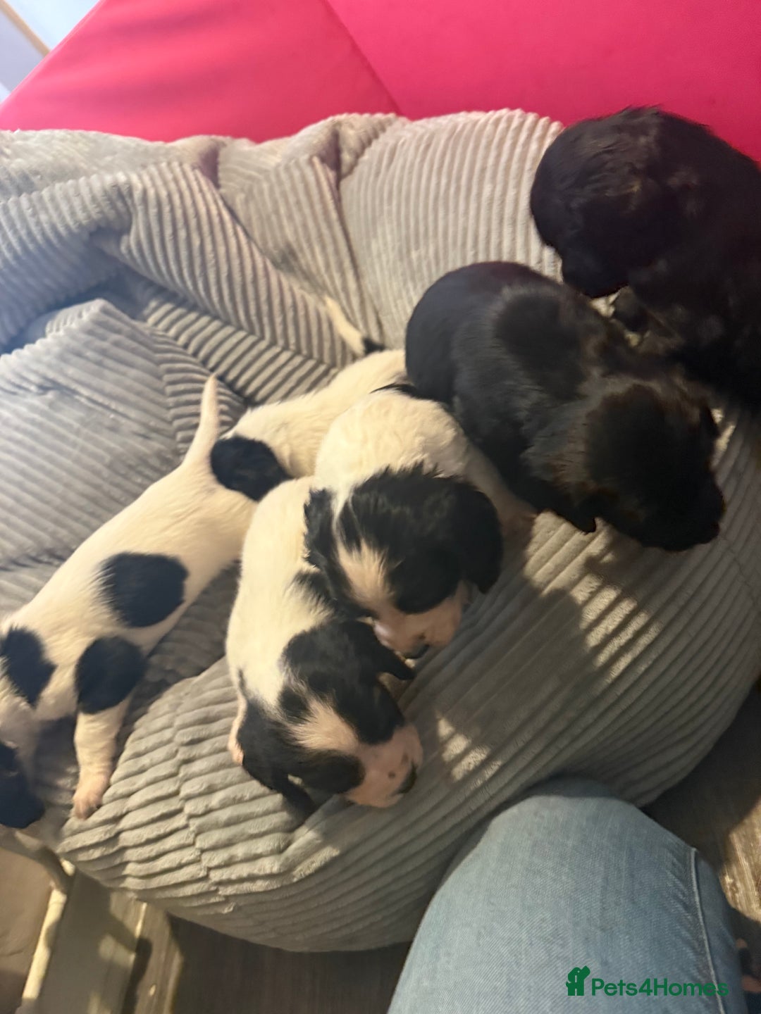 Sprocker dogs for sale: Stunning Sprocker puppies  - Advert 8