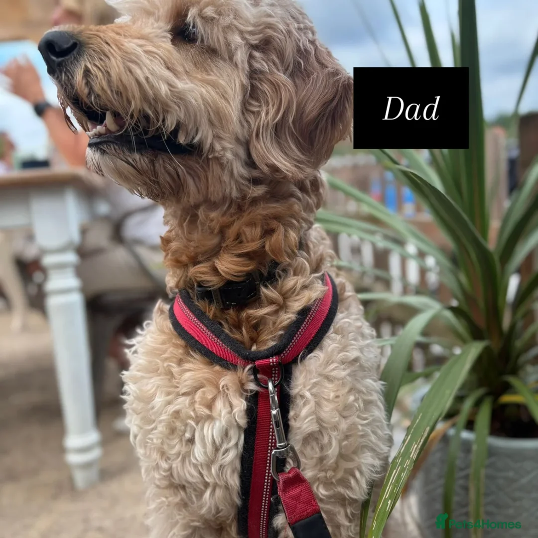 Mixed Breed dogs for sale: Merle Goldendoodle x Irish doodle - Advert 10