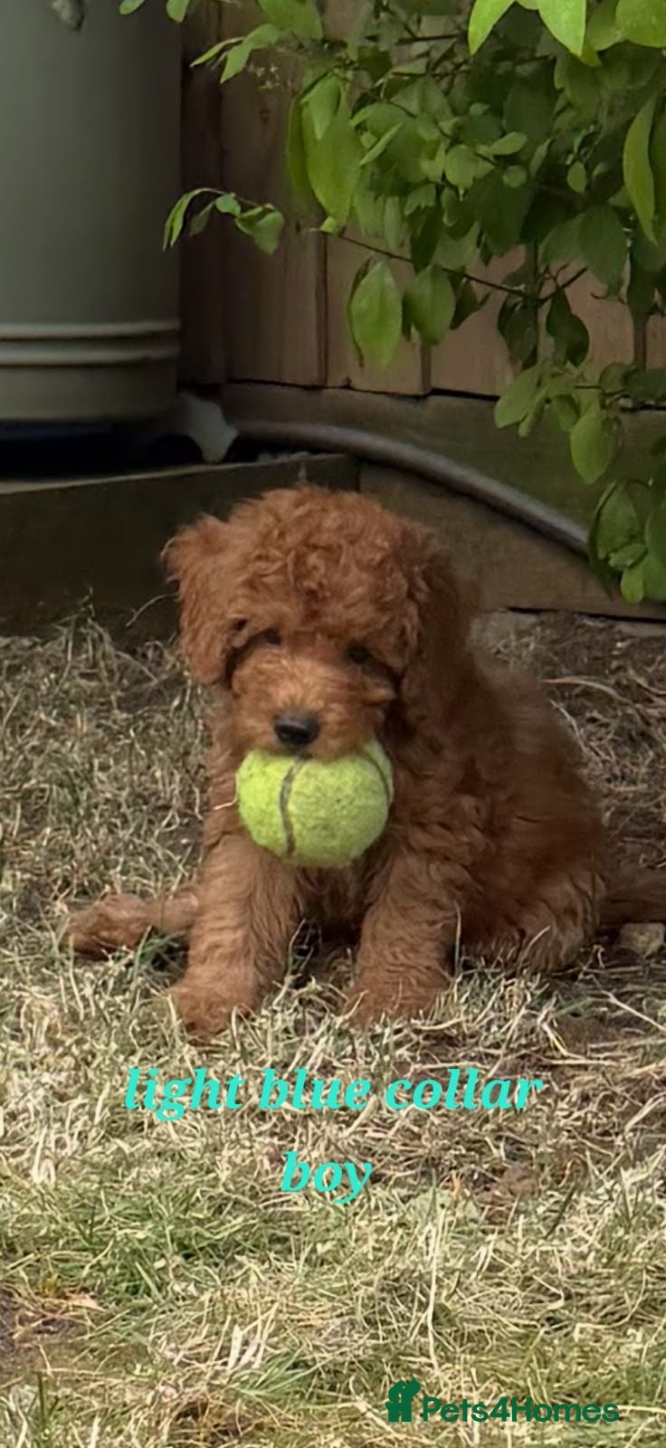 Cockapoo dogs Price reduced! ready to go - F1b Cockapoo Puppies - Advert 2