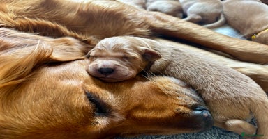 Golden Retriever dogs - Advert 9