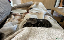 Bengal cats for sale: 3 Bengal mix kittens  - Image 13