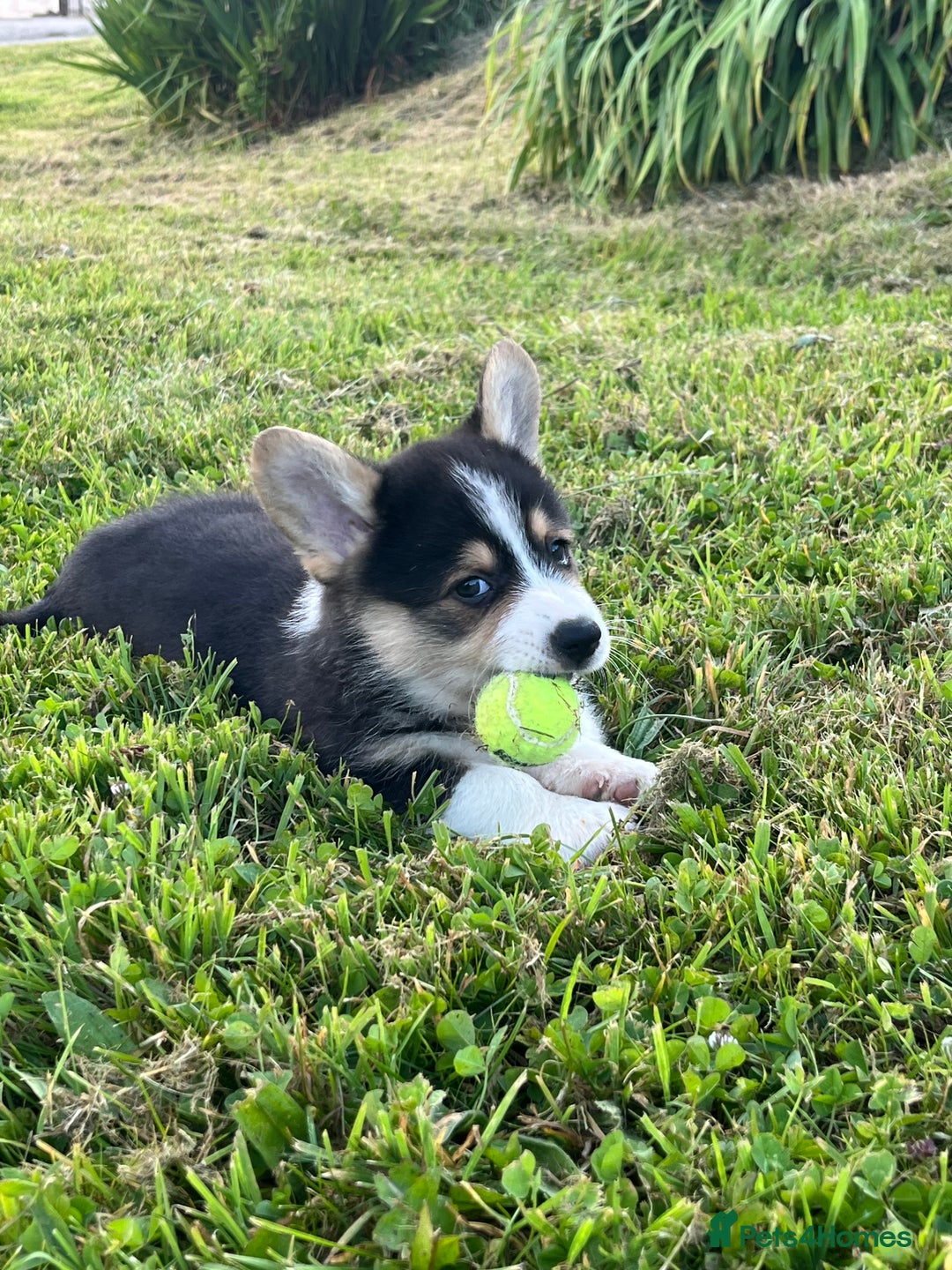 Welsh Corgi Pembroke dogs for sale: KC registered Champion line Corgi puppies - Image 20