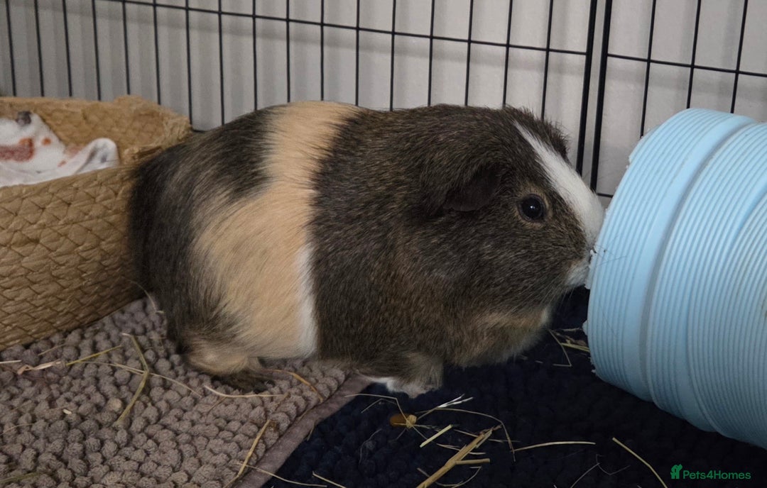 Guinea Pig rodents for sale: Male guinea pig  - Advert 2