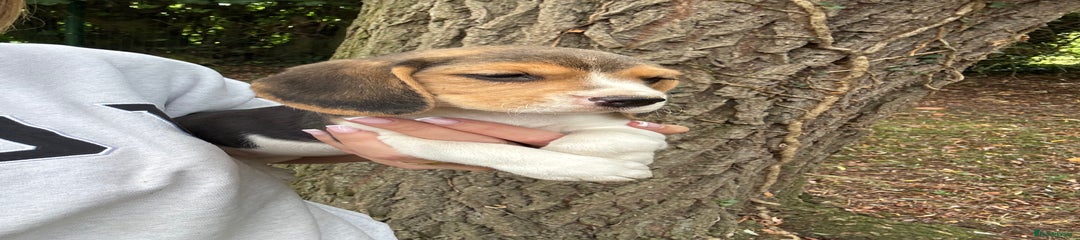 Beagle Puppy 7189