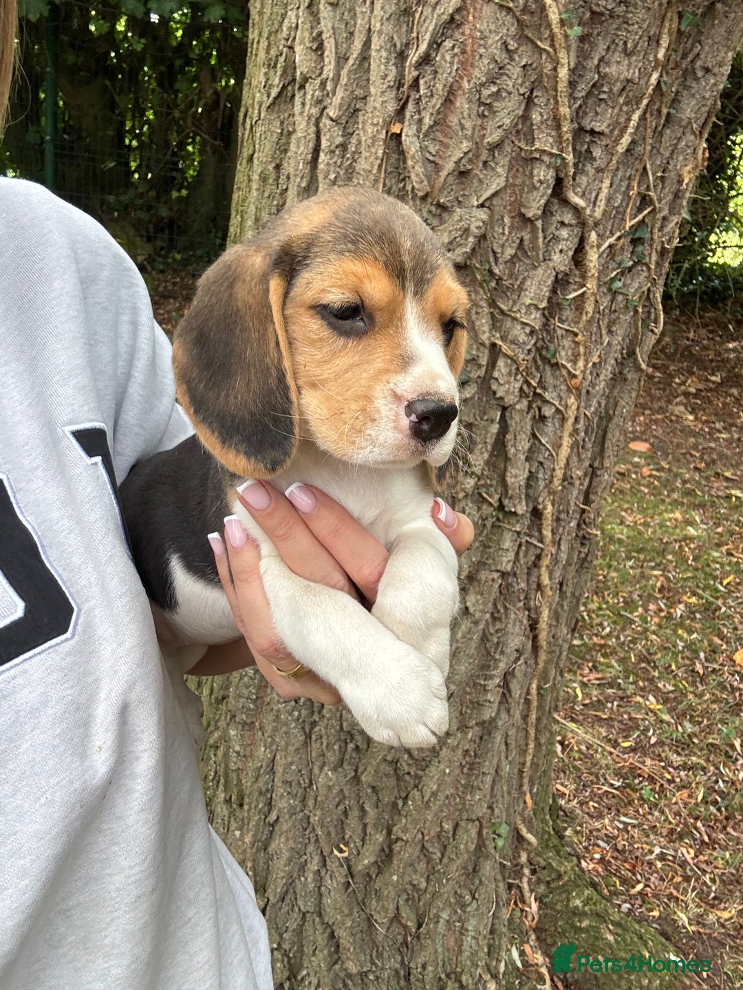 Beagle dogs for sale: BEAUTIFUL KC REG BEAGLES  - Image 14
