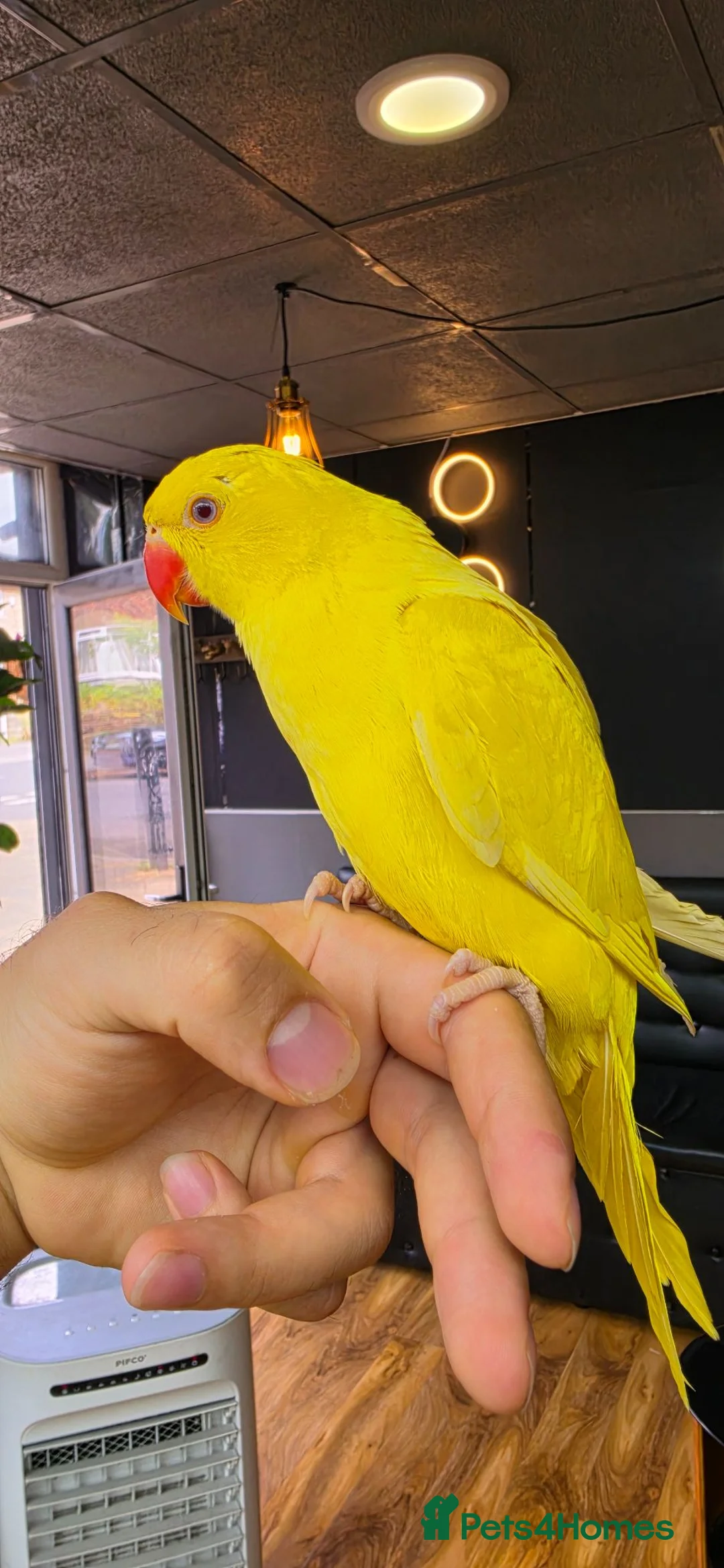 Ringnecks birds for sale: Beautiful ringneck for sale - Advert 2