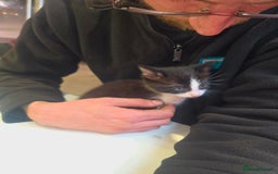 Mixed Breed cats for sale: Male kittens 10 weeks old - Image 5