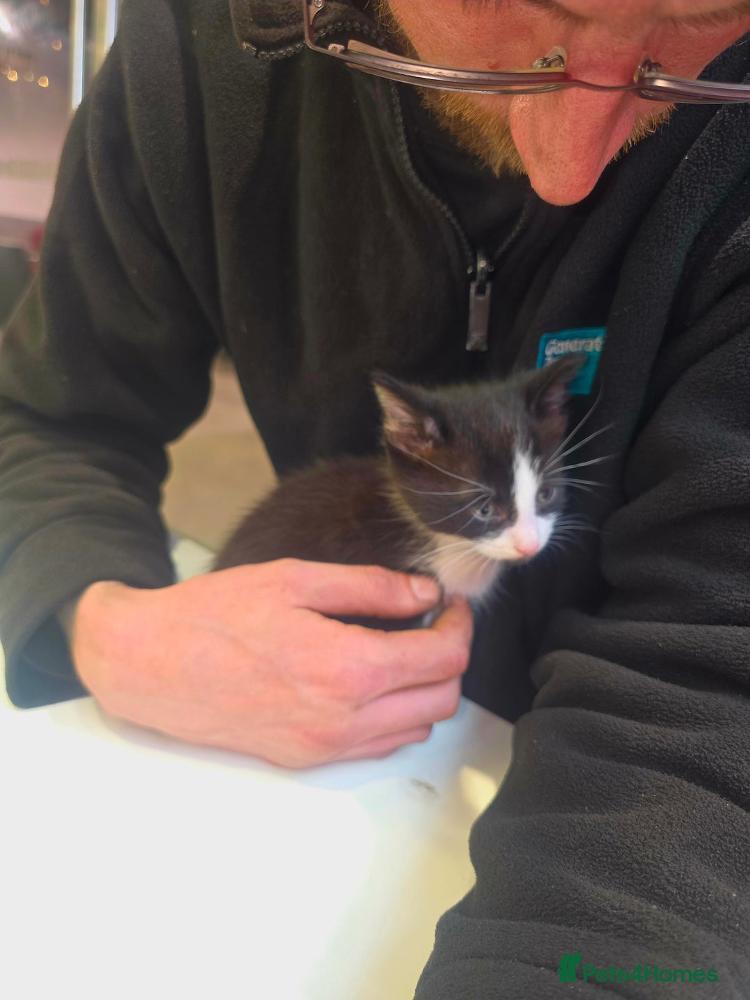 Mixed Breed cats for sale: Male kittens 10 weeks old - Image 5