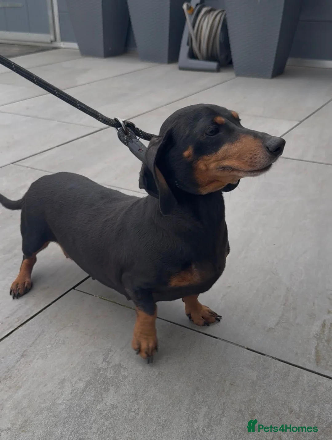 Miniature Dachshund dogs for sale: Mini Dashchound female 5years old looking new home - Advert 2