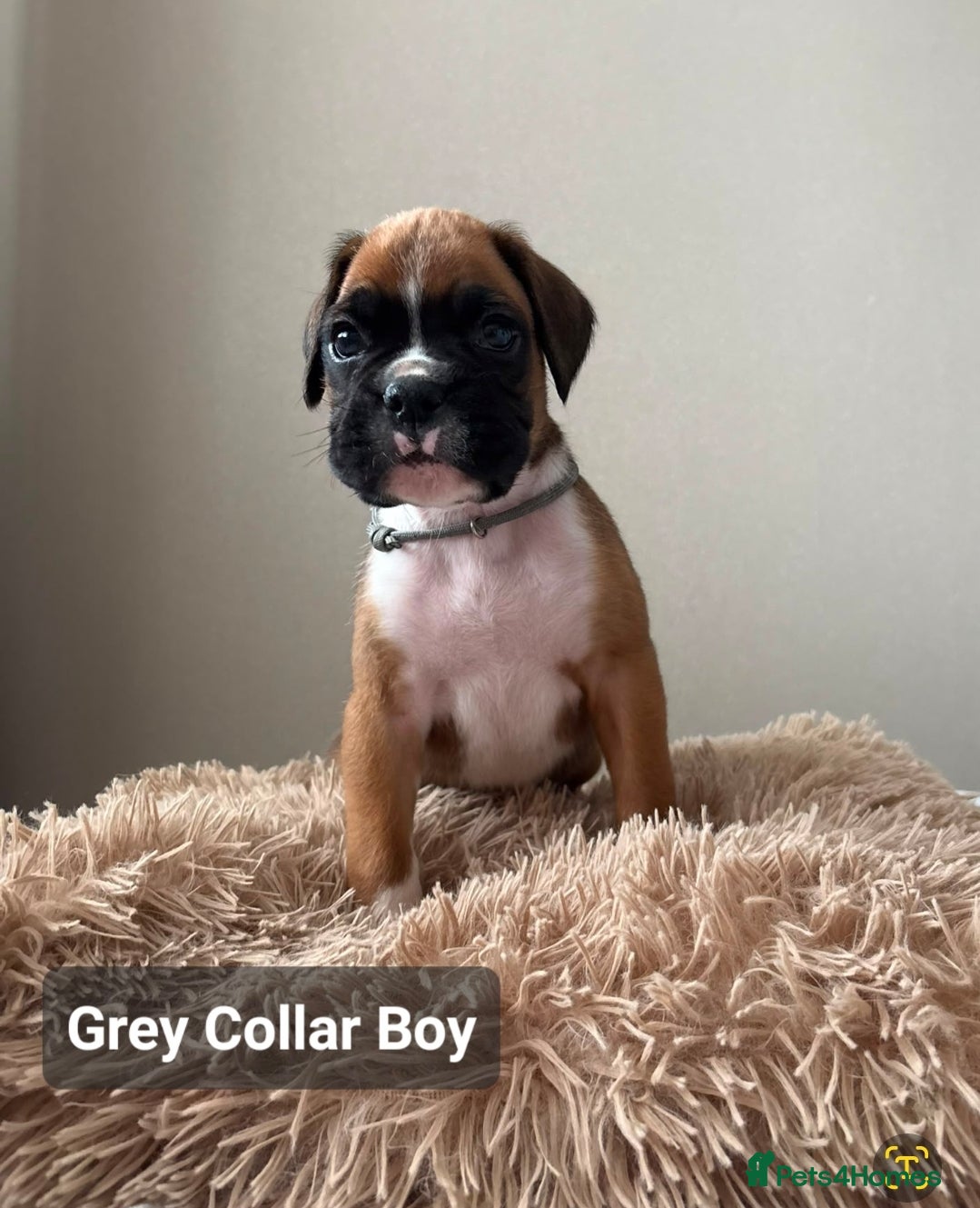 Boxer dogs 💥 KC Reg Boxer Puppies, ONE Boy 💥 - Advert 2