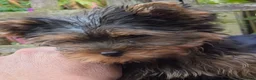 Yorkshire Terrier dogs for sale: Beautiful Yorkshire Terrier Girls - Advert 5