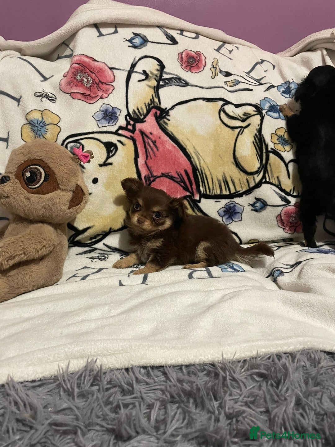 Chihuahua dogs for sale: Beautiful tiny little chihuahua girls - Advert 5