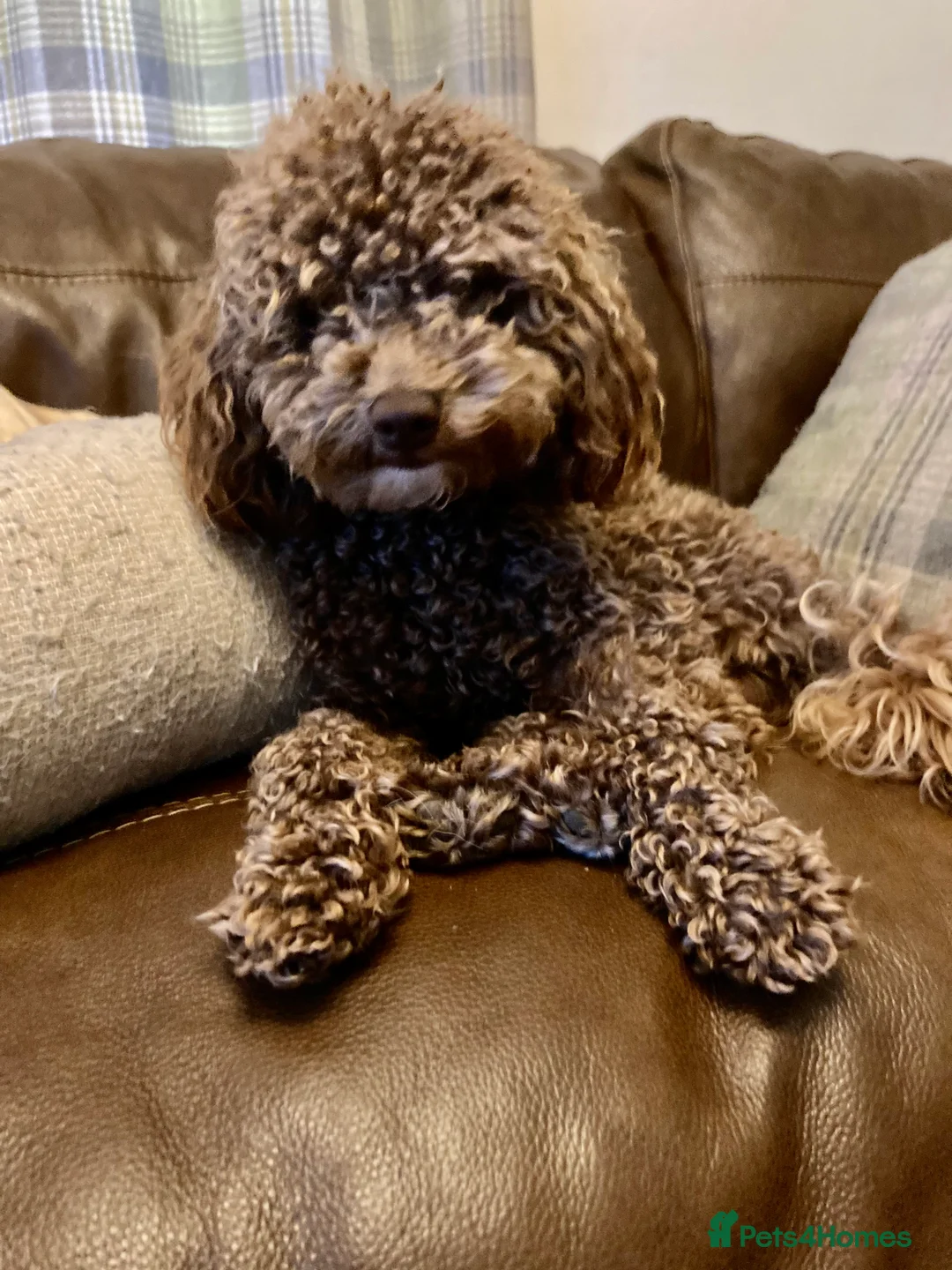 Poodle dogs for stud: Health tested KC chocolate Toy poodle stud  in Stevenage - Advert 12