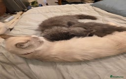 Siberian cats for sale: Beautiful Siberian Kittens – 2.5 Months Old - Image 8