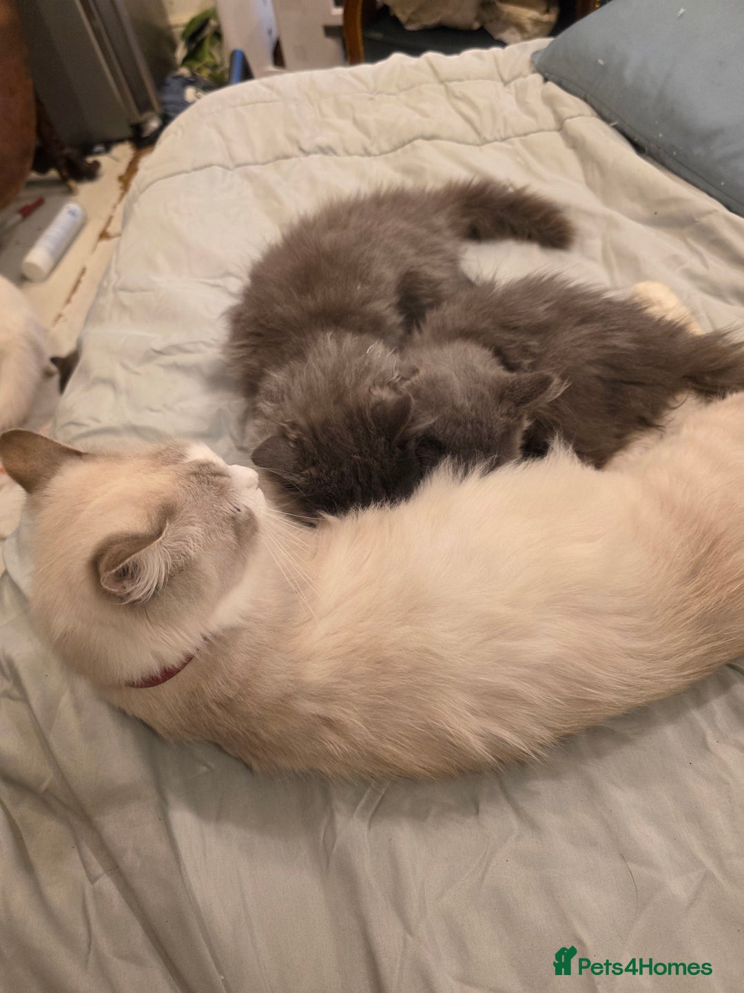 Siberian cats for sale: Beautiful Siberian Kittens – 2.5 Months Old - Image 8