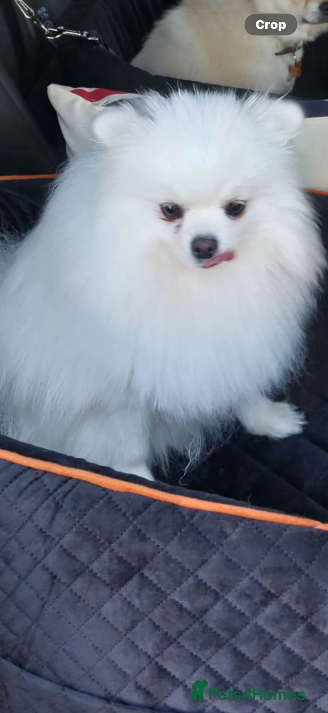 Pomeranian dogs for sale: Bambi wanted - Advert 4