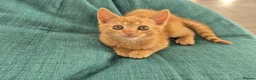 Mixed Breed cats for sale: Kittens Ready for New Homes - Advert 10