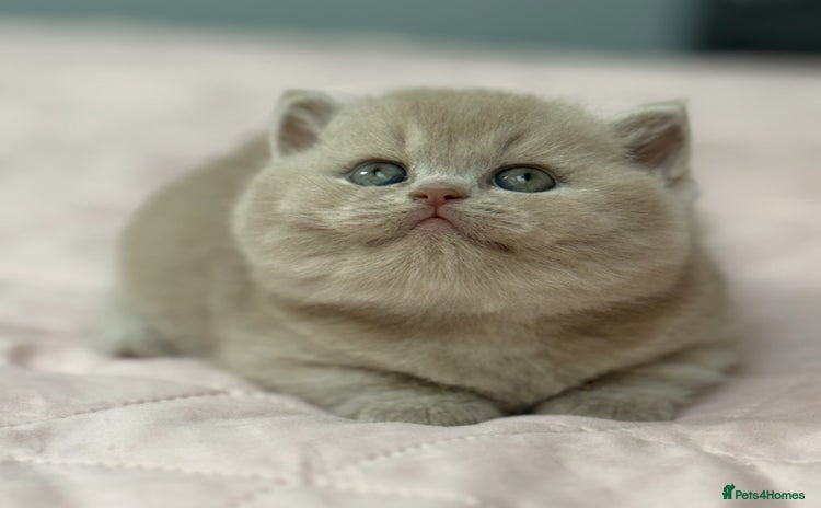 British Shorthair cats Fawn tortie female kitten ready mild Jan - Advert 3