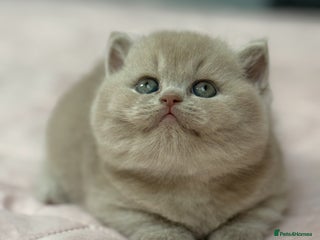 British Shorthair cats Fawn tortie female kitten ready mild Jan - Advert 1