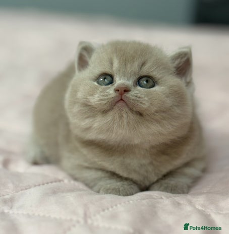 British Shorthair cats Fawn tortie female kitten ready mild Jan - Advert 1