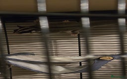 Sugar Glider rodents for sale: X2 female sugar gliders - Image 3