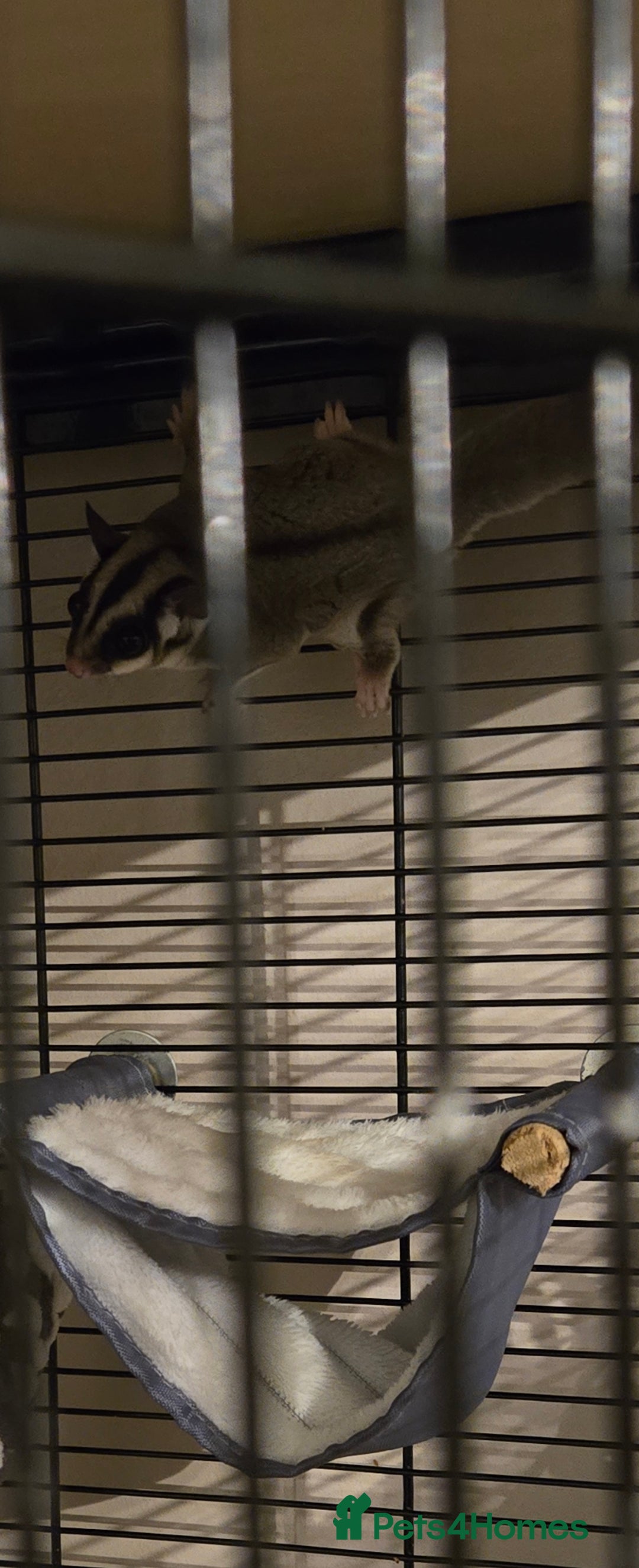 Sugar Glider rodents for sale: X2 female sugar gliders - Image 3