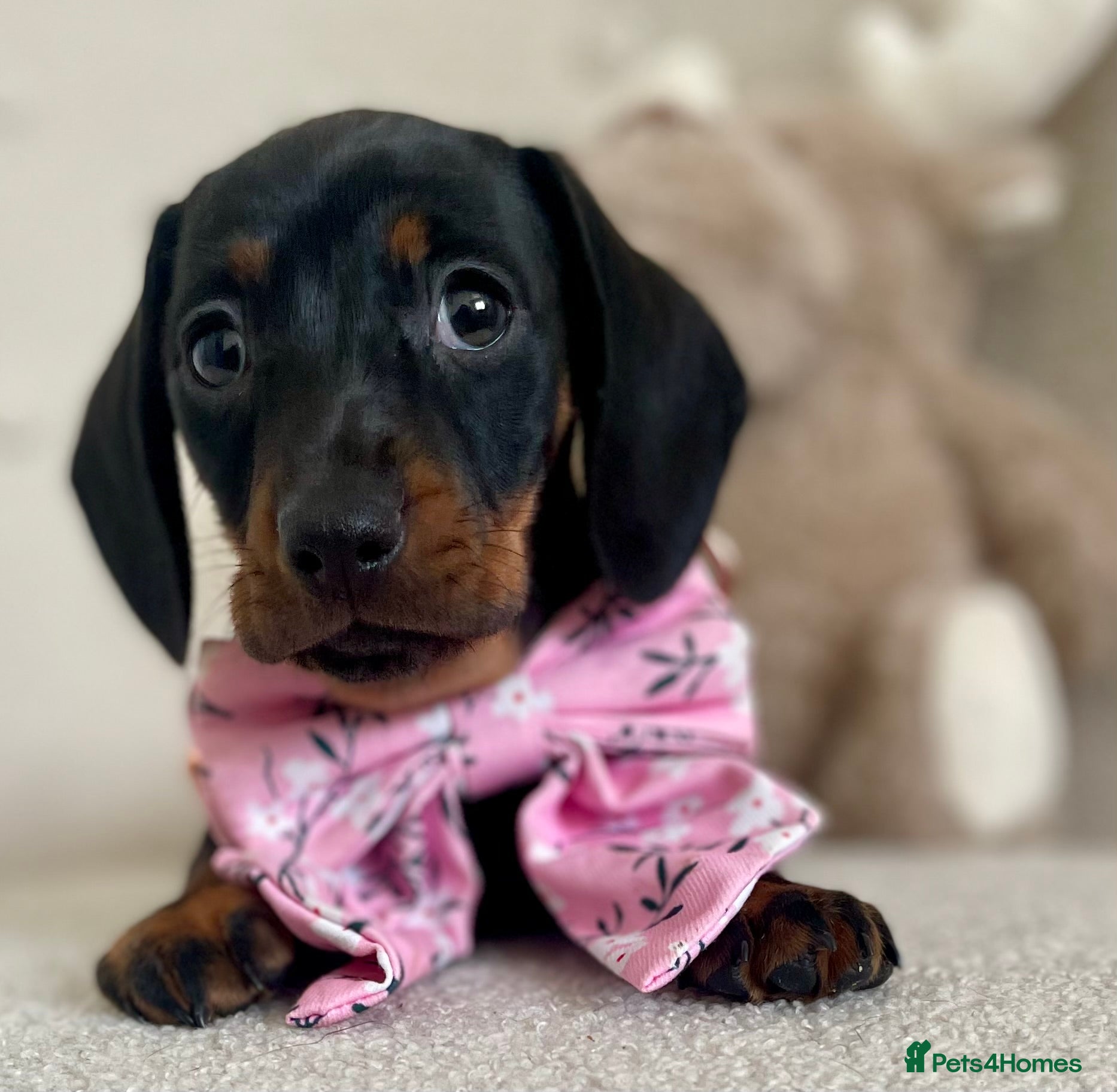 Miniature Dachshund dogs Ready wk end Pra Clear KC Mini Smooth Dachshunds  - Advert 4