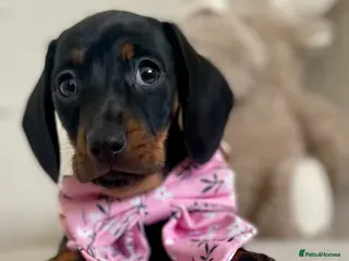 Miniature Dachshund dogs Ready wk end Pra Clear KC Mini Smooth Dachshunds - Advert 4