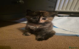 British Longhair cats for sale: Beautiful British longhair kittens - Image 18