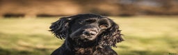 Cocker Spaniel dogs for stud: DNA Health Tested Cocker spaniel stud in Pershore - Advert 1