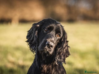 Cocker Spaniel dogs in Pershore - Advert 26