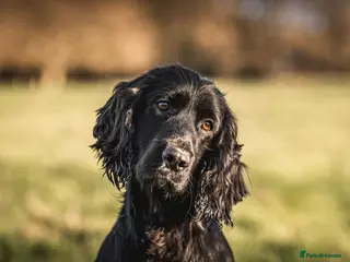 Cocker Spaniel dogs DNA Health Tested Cocker spaniel stud in Pershore - Advert 3