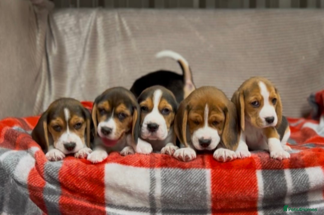 Beagle dogs for sale: SUPER CHUNKY KC SHOW BEAGLE PUPPIES - Image 12