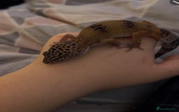 Leopard Gecko reptiles for sale: leapard gecko - Image 1