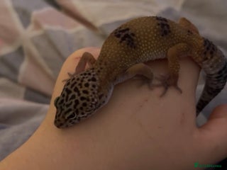 Leopard Gecko reptiles for sale - Advert 1