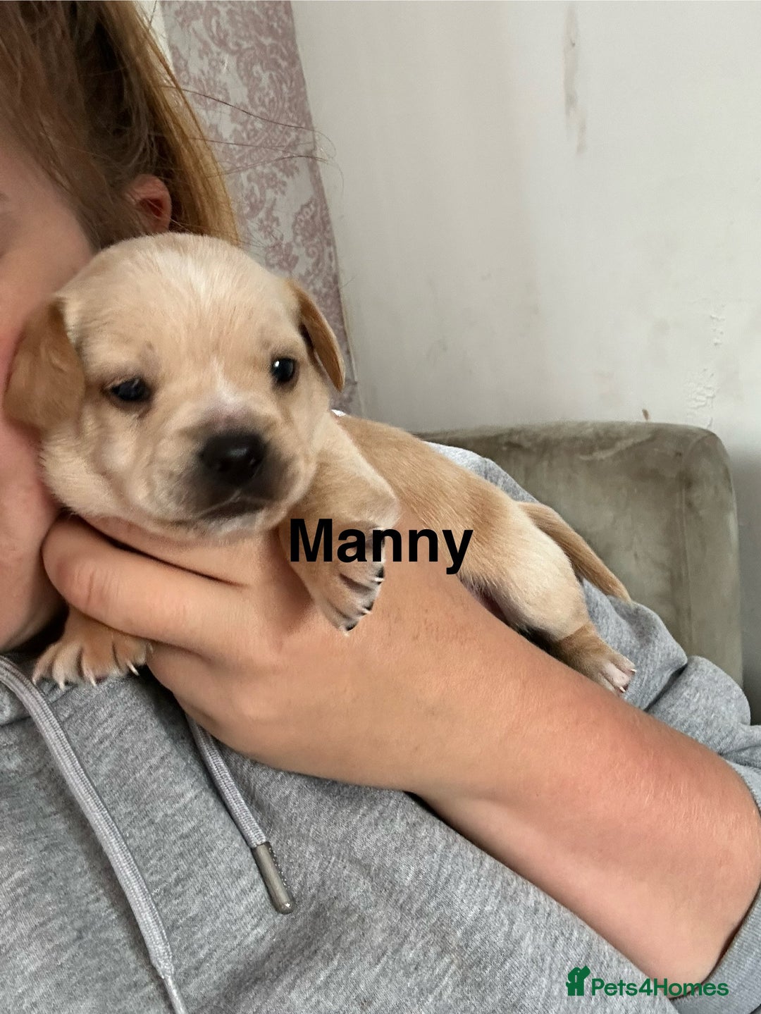 Mixed Breed dogs for sale: 4 beautiful playful pups - Image 8