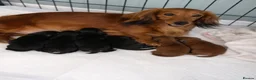 Miniature Dachshund dogs for sale: Beautiful KC reg long haired female  - Advert 11