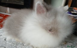 Lionhead rabbits for sale: Stunning DM Lionhead female baby rabbits  - Image 11