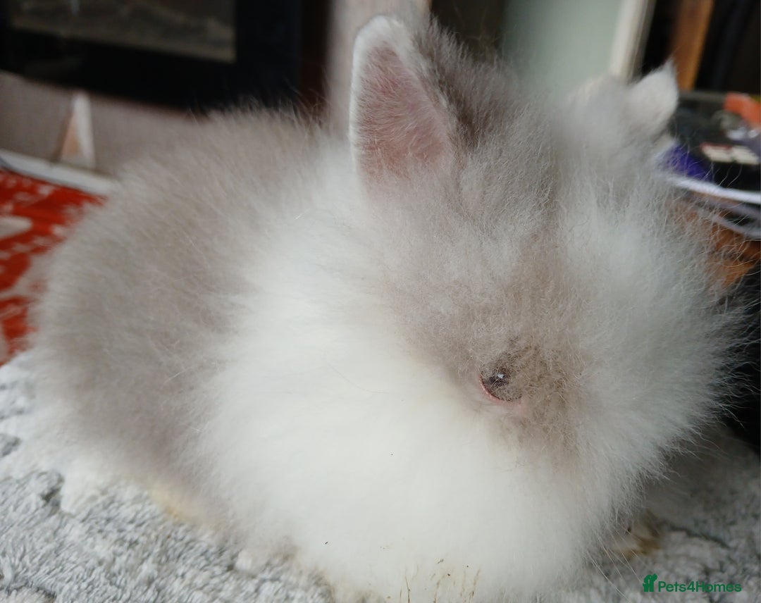 Lionhead rabbits for sale: Stunning DM Lionhead female baby rabbits  - Image 11