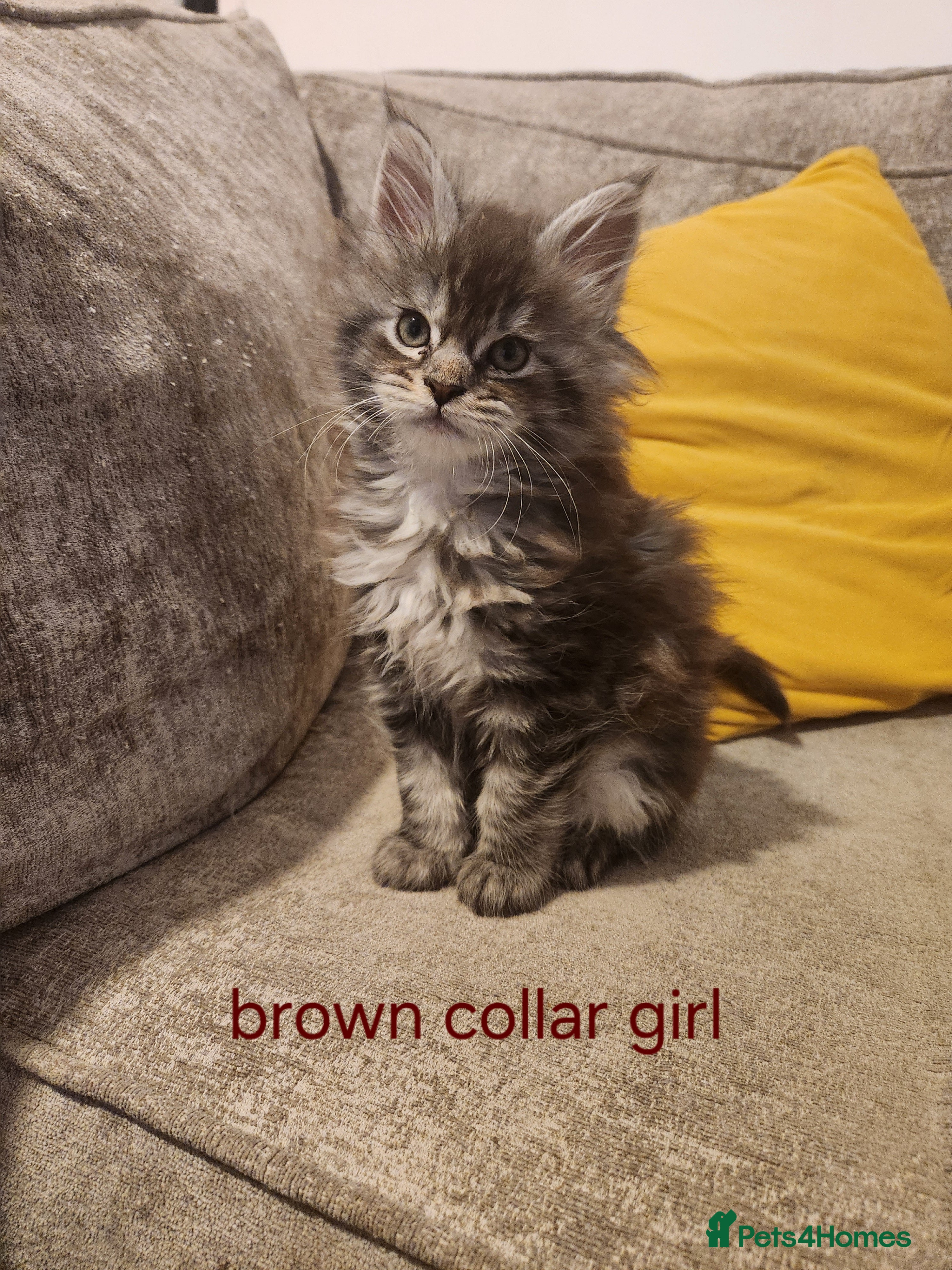 Maine Coon cats Pure Maine coon kittens 5 left boys 2  and 3 girls - Advert 9