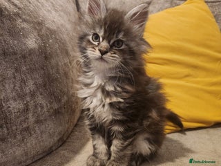 Maine Coon cats Pure Maine coon kittens 5 left boys 2 and 3 girls - Advert 7