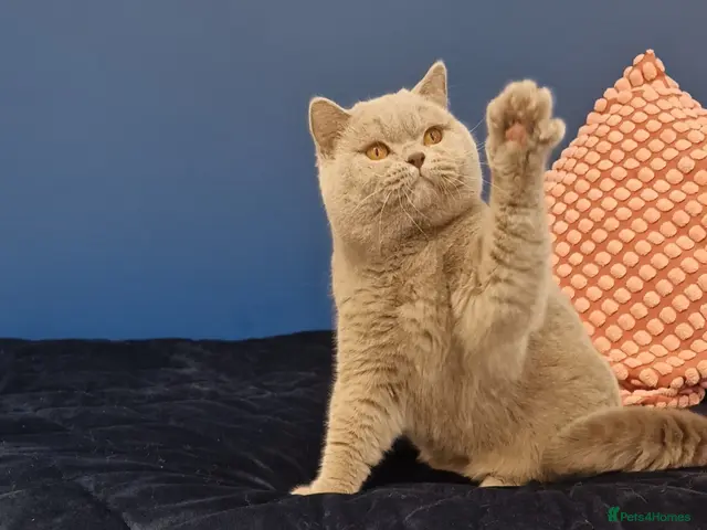 British Shorthair cats 🌟Exclusive Import ⭐World-Class Type🌟 - Advert 8