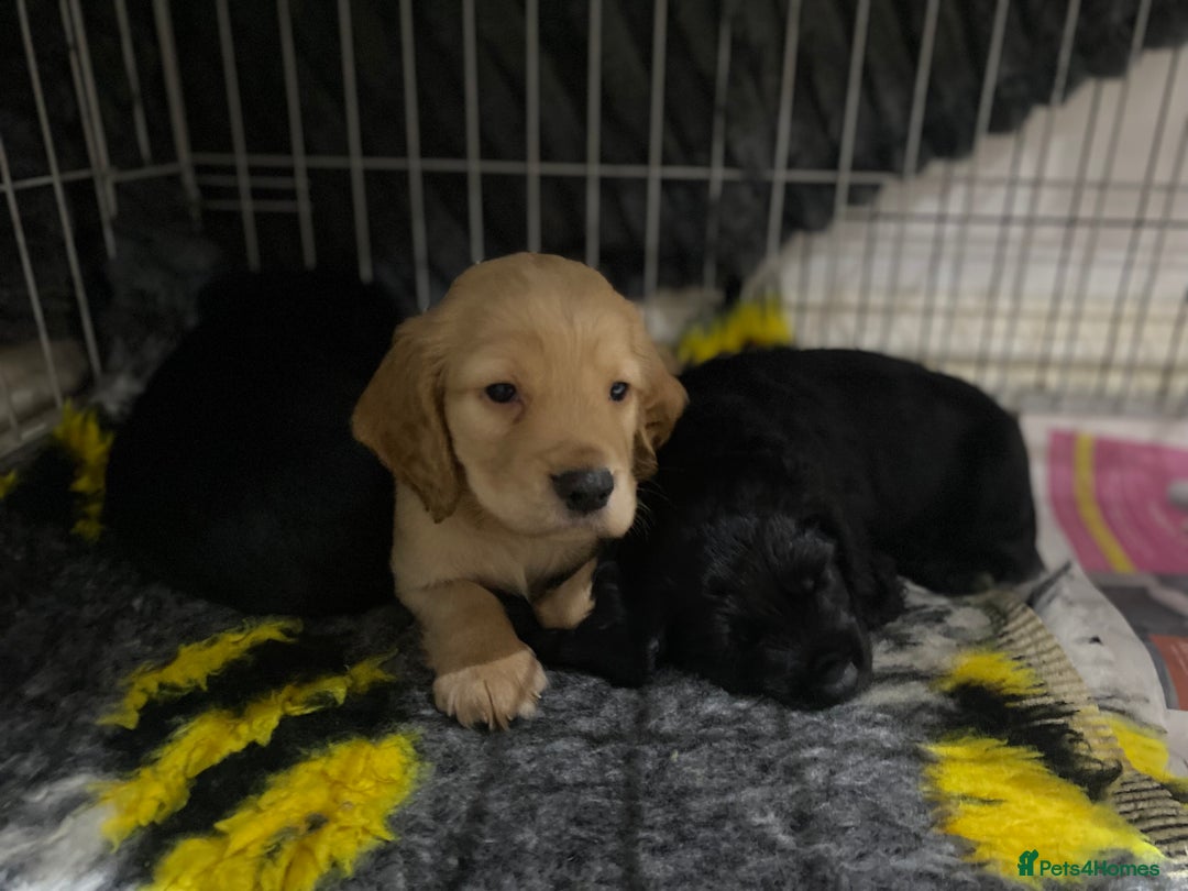 Cocker Spaniel dogs for sale: Superb Quality Royal KC Cocker Spaniel Puppies - Advert 10
