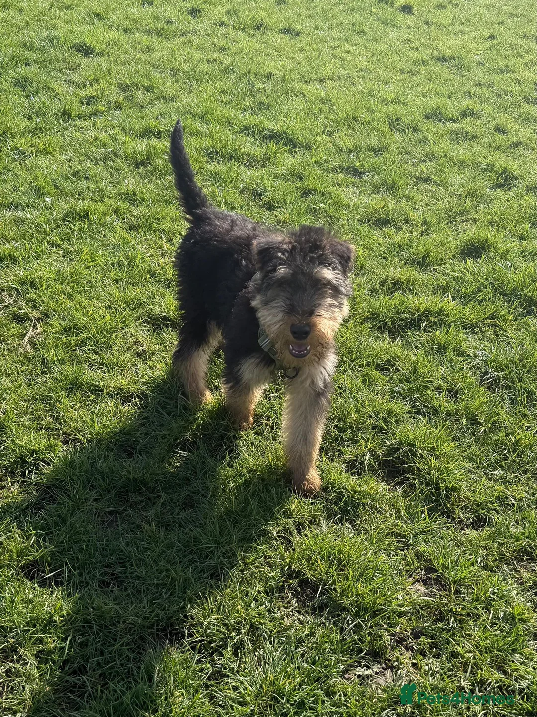 Airedale Terrier dogs for sale: Stunning Airedale puppies - Advert 2