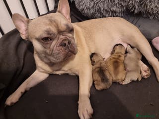 French Bulldog dogs Beautiful chunky frenchie puppies - Advert 20